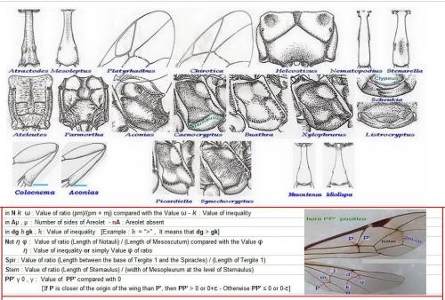 Cryptinae divers